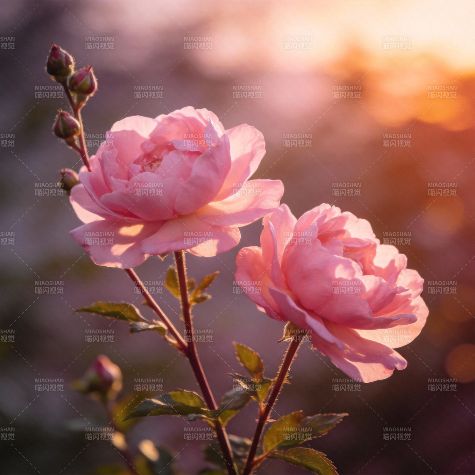 粉玫瑰晨光绽放图片