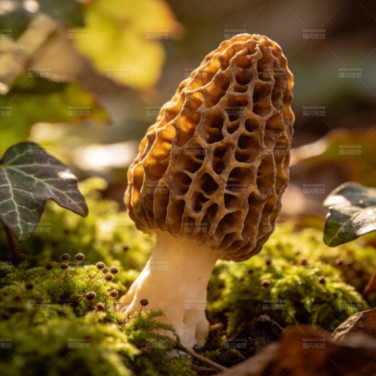 羊肚菌破土而出图片