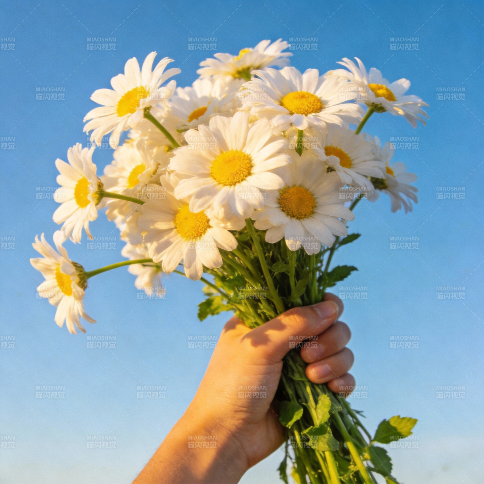 手捧雏菊迎蓝天图片