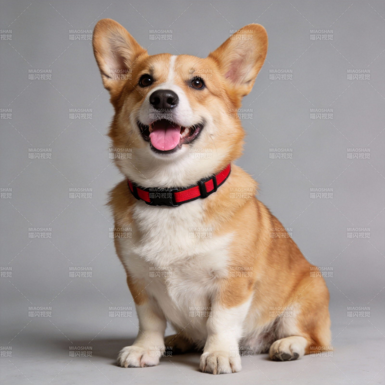 柯基萌犬微笑坐姿图片