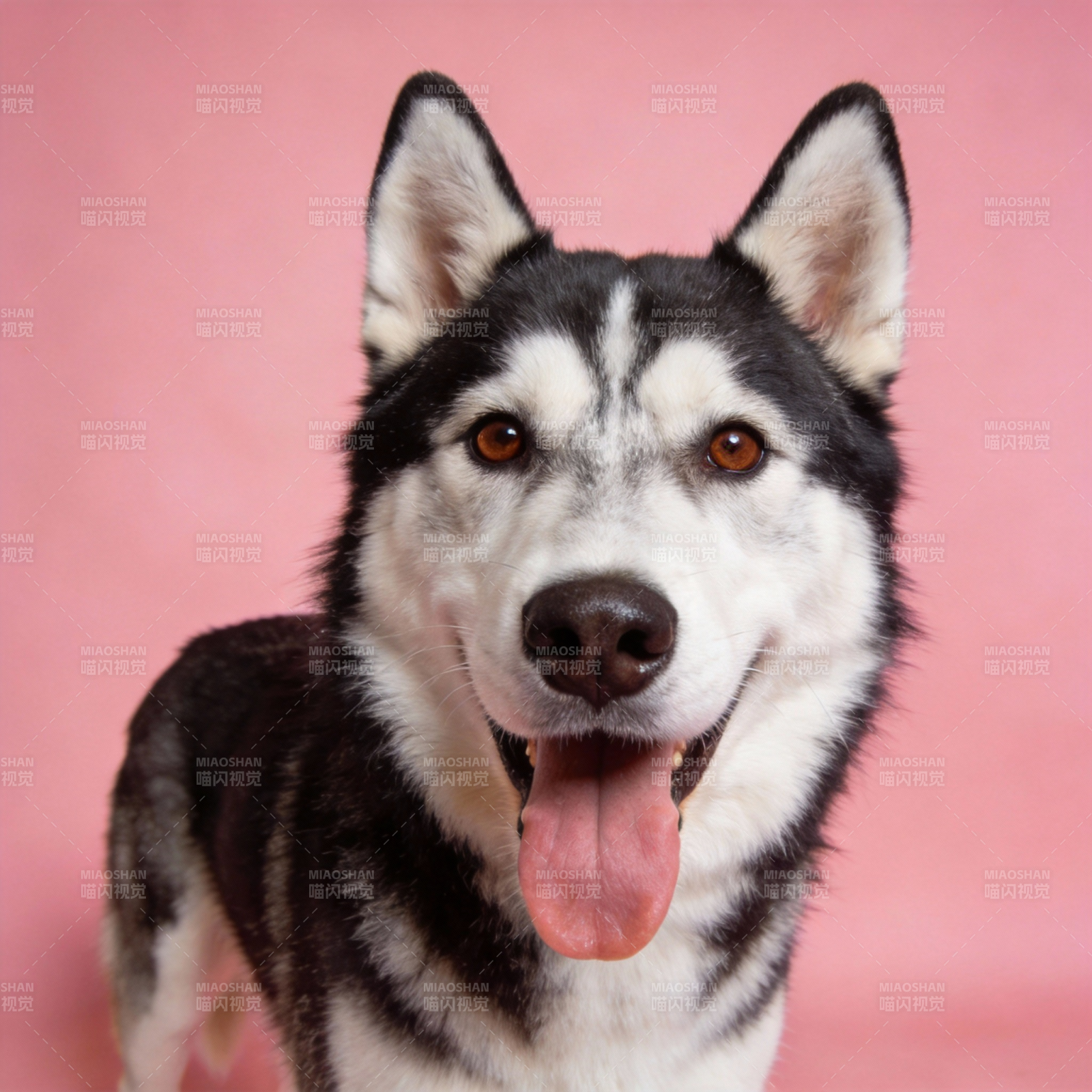 哈士奇萌态十足图片