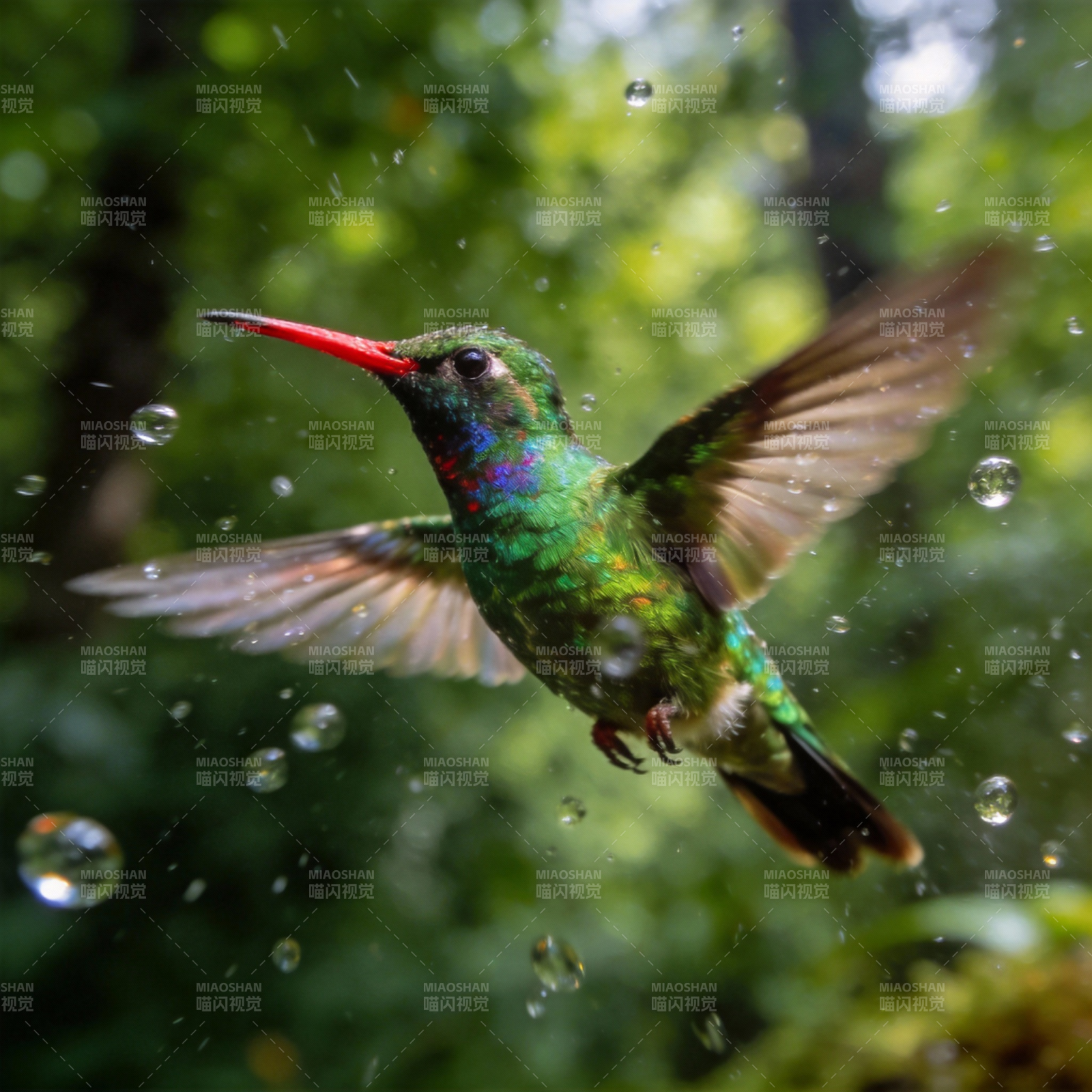 雨中蜂鸟飞翔图片
