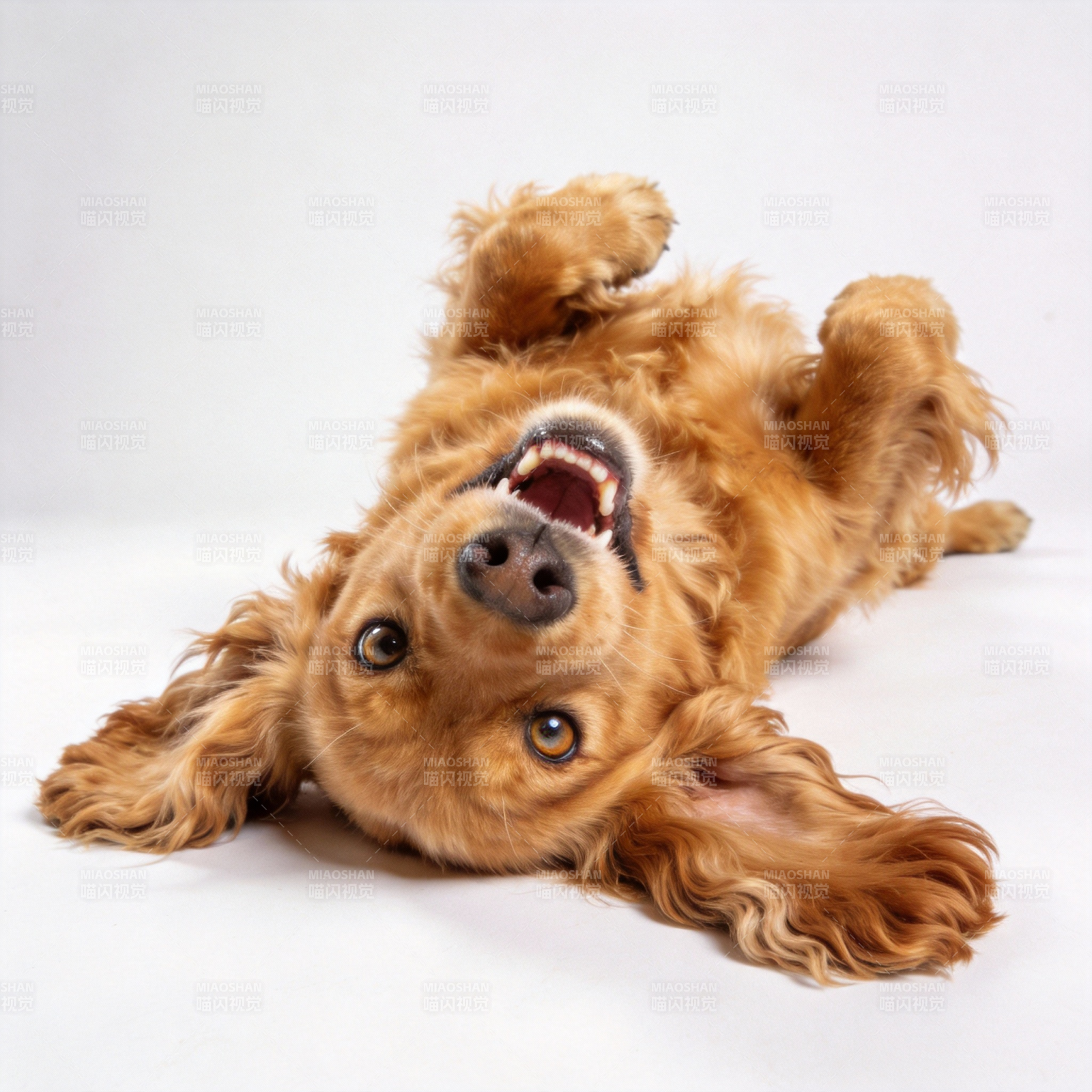 狗狗仰卧大笑图片