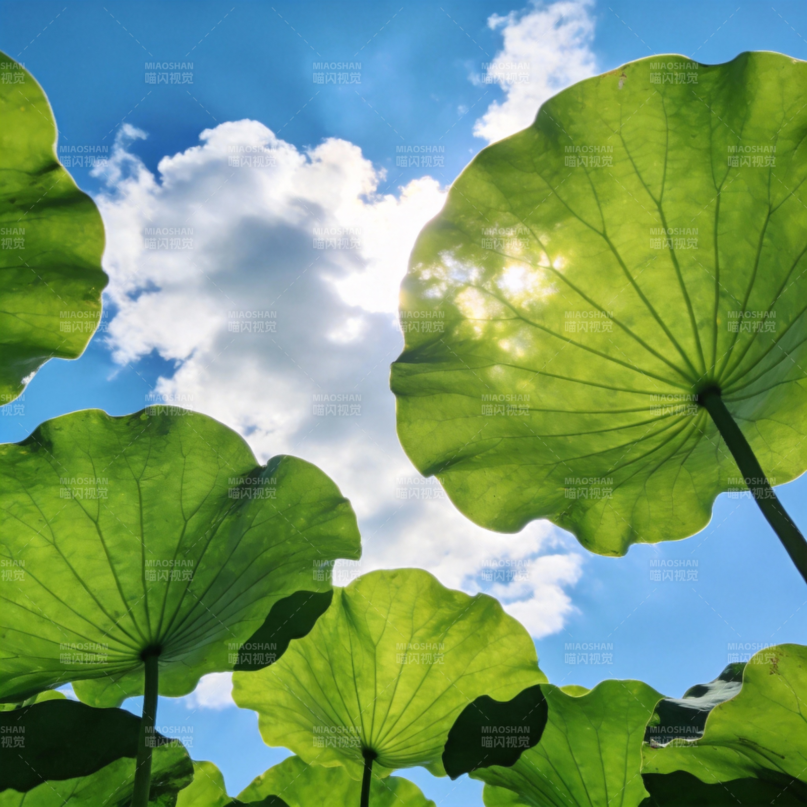 荷叶映蓝天图片