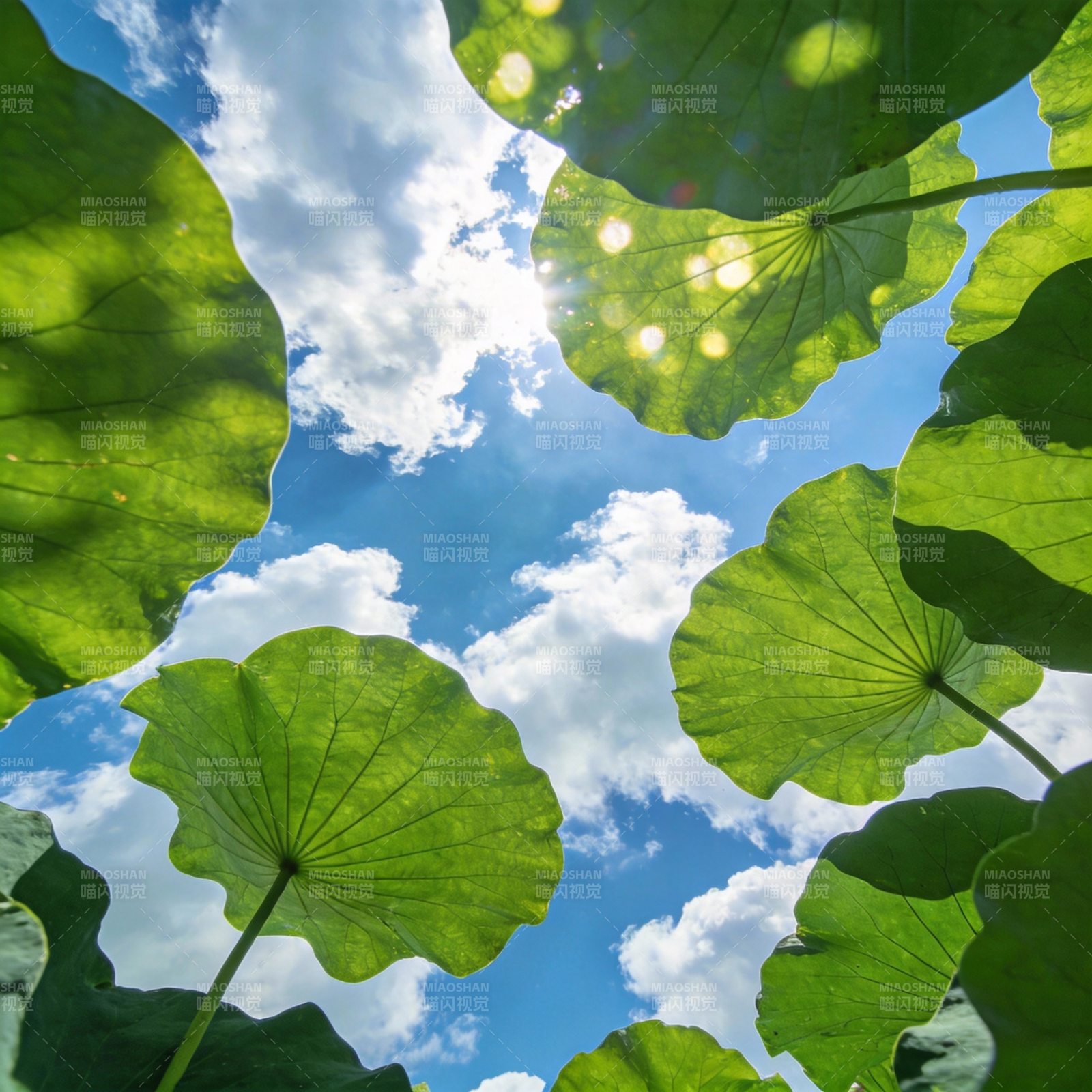 荷叶映蓝天图片
