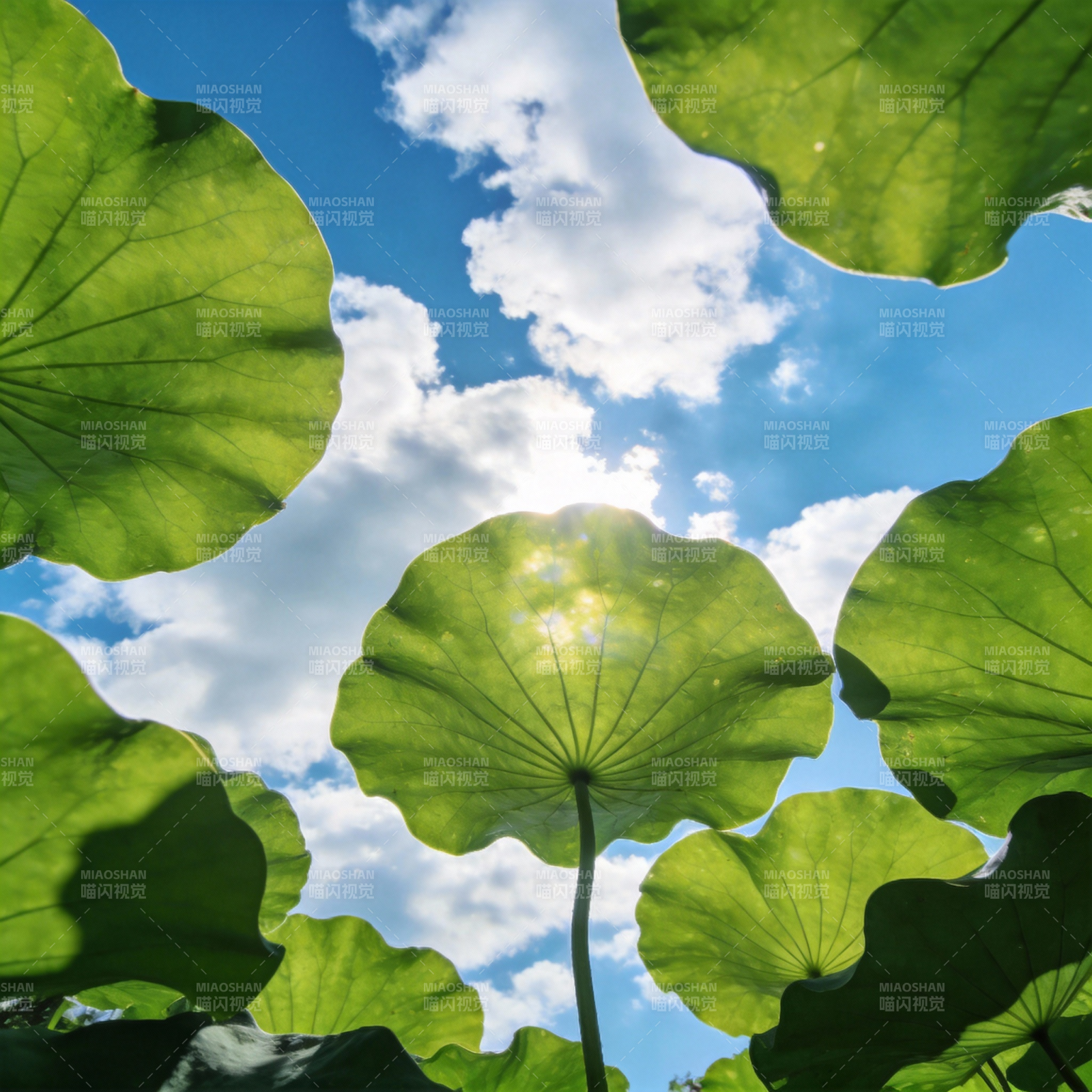 荷叶映蓝天图片