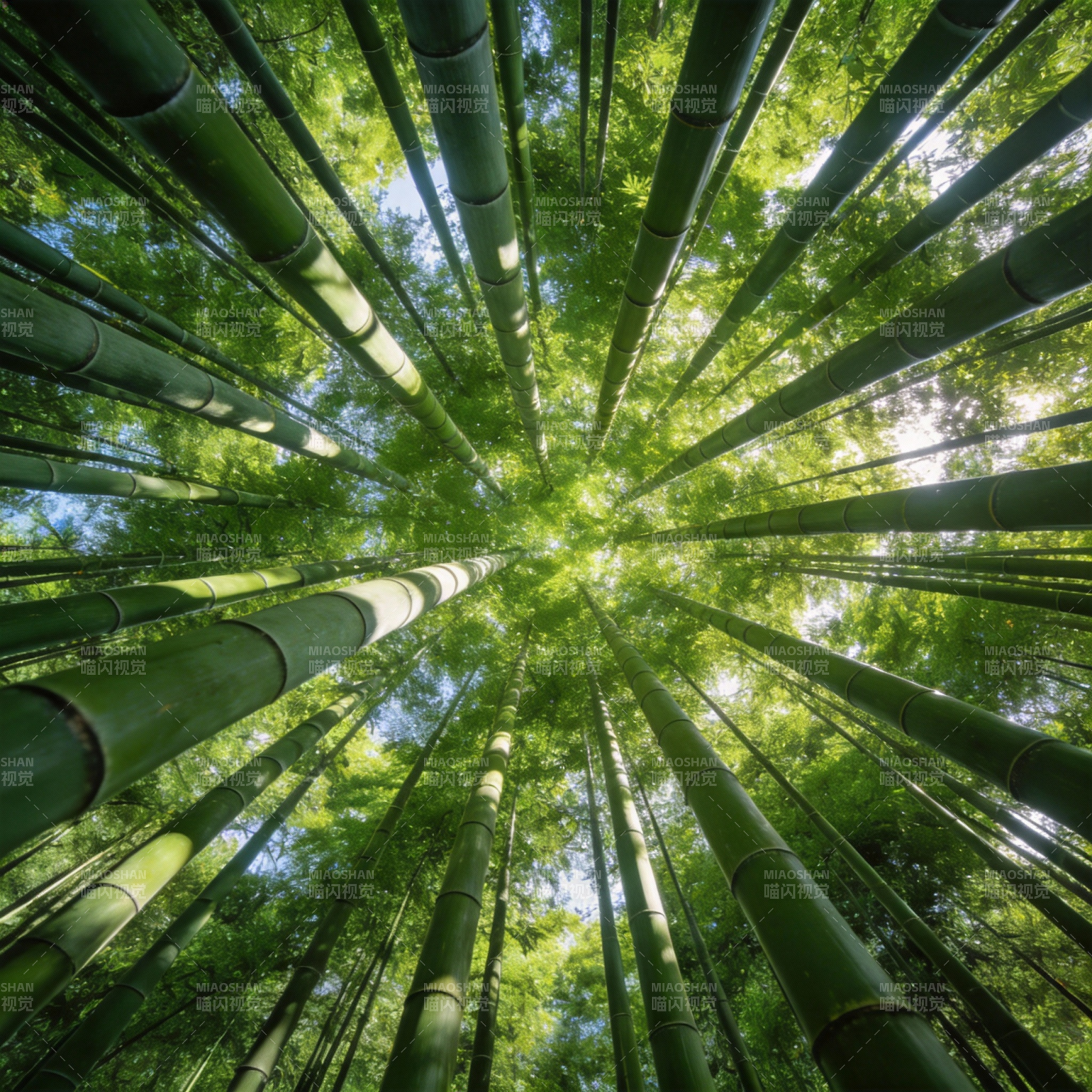 竹林仰望图片