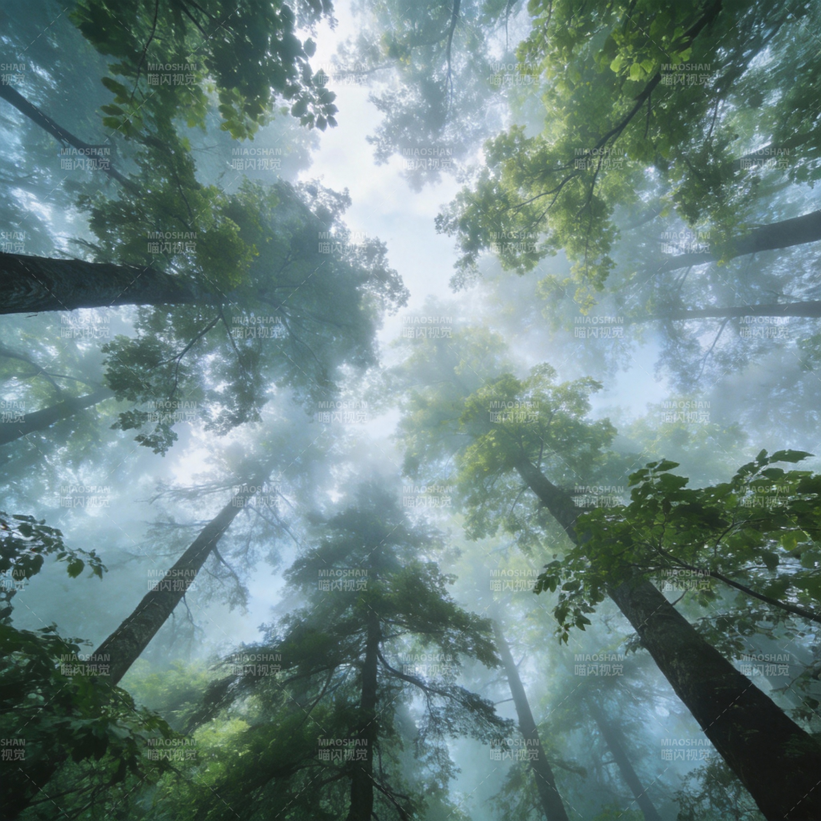 雾中森林仰望图片