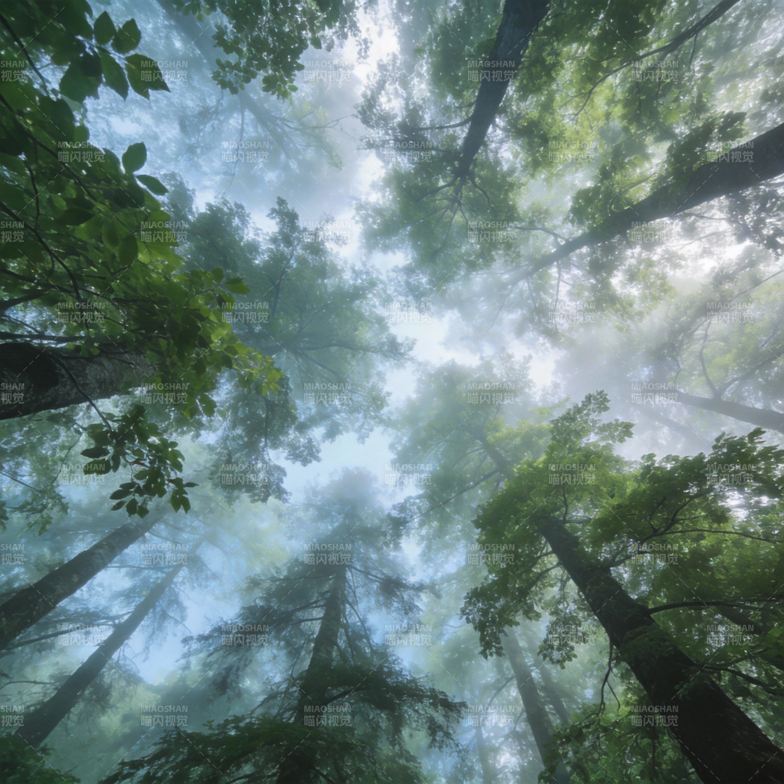 雾中森林仰望图片