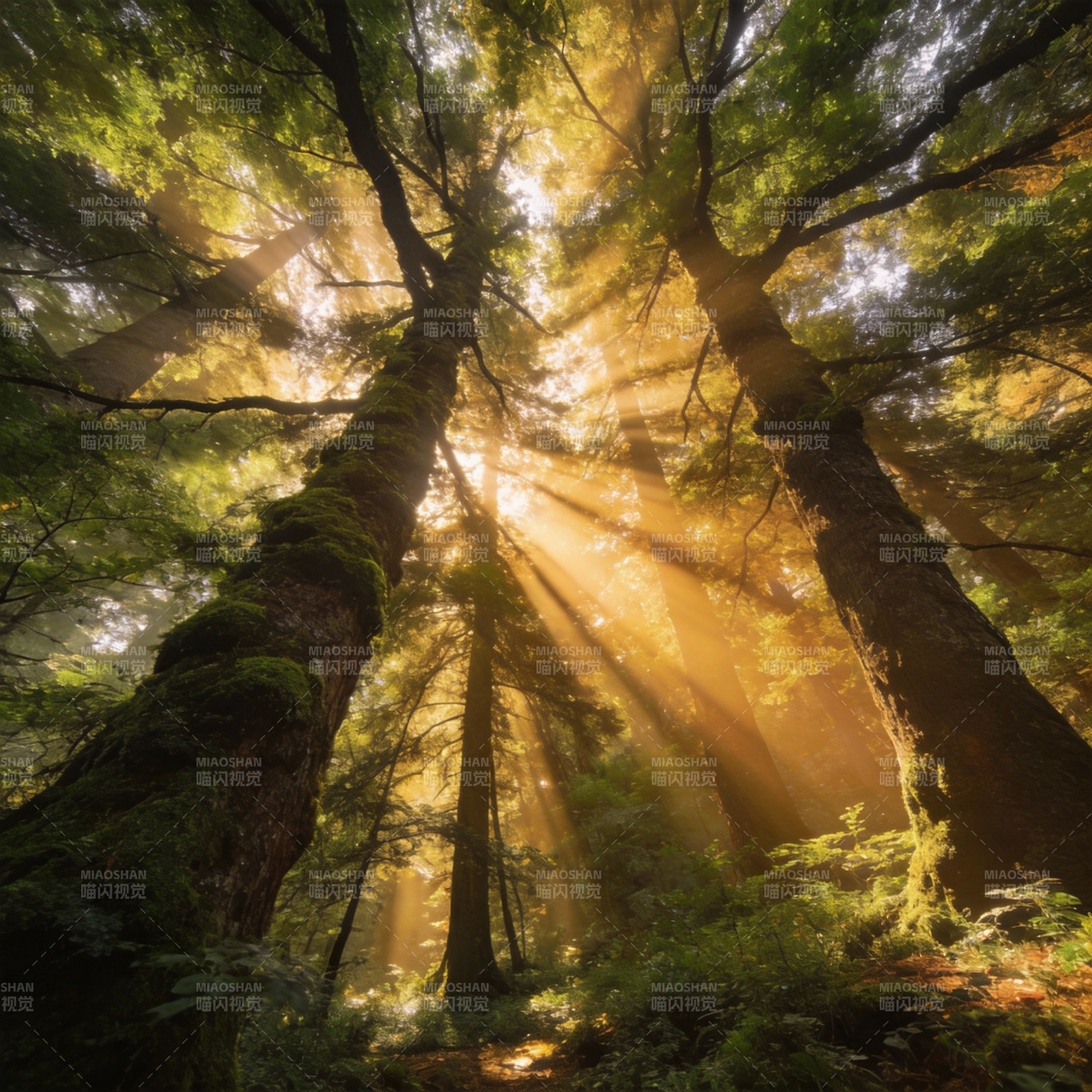 林间光束图片