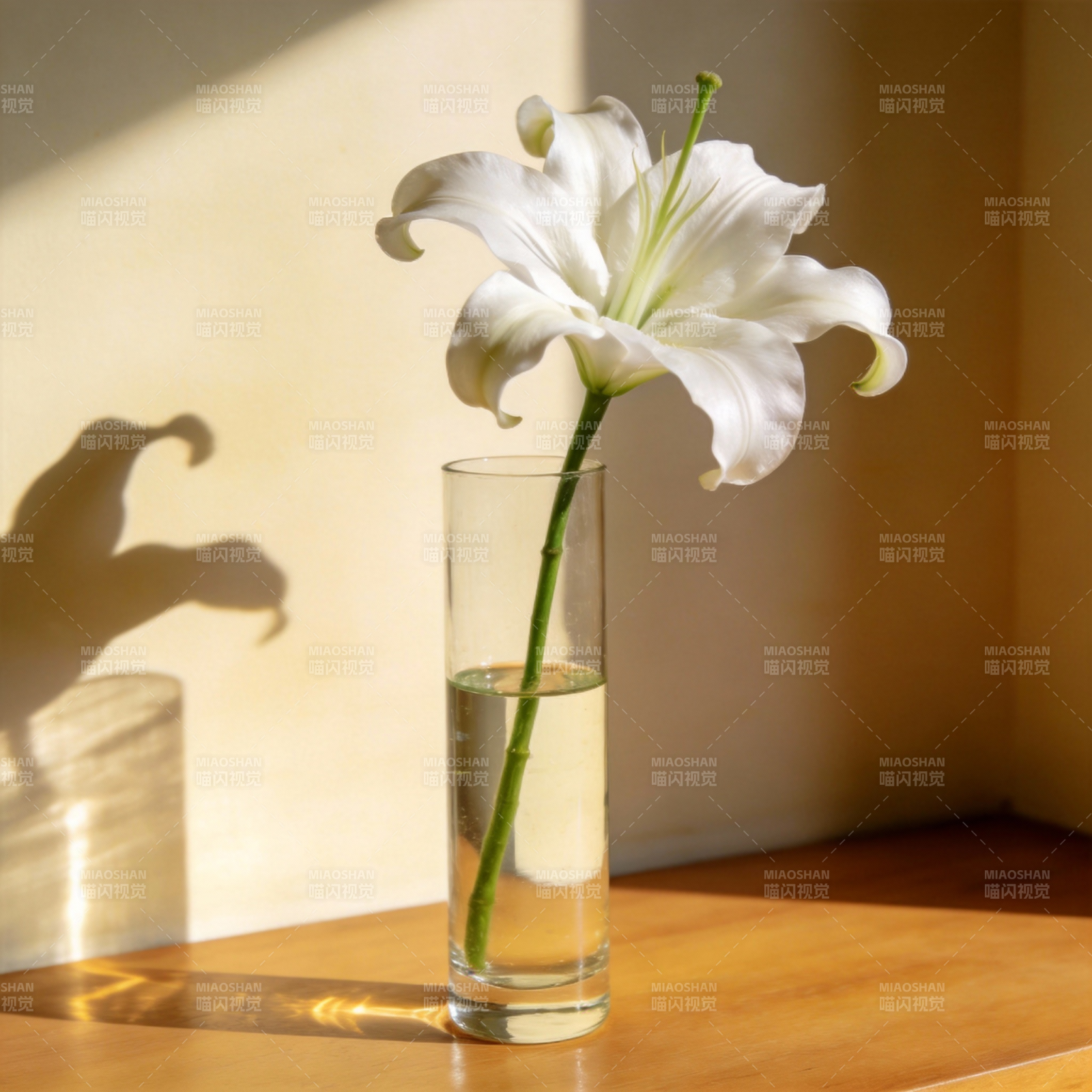 白花映影静谧时光图片