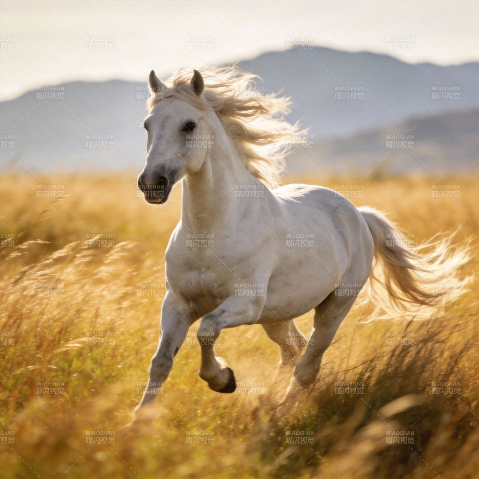 白马奔腾草原图片