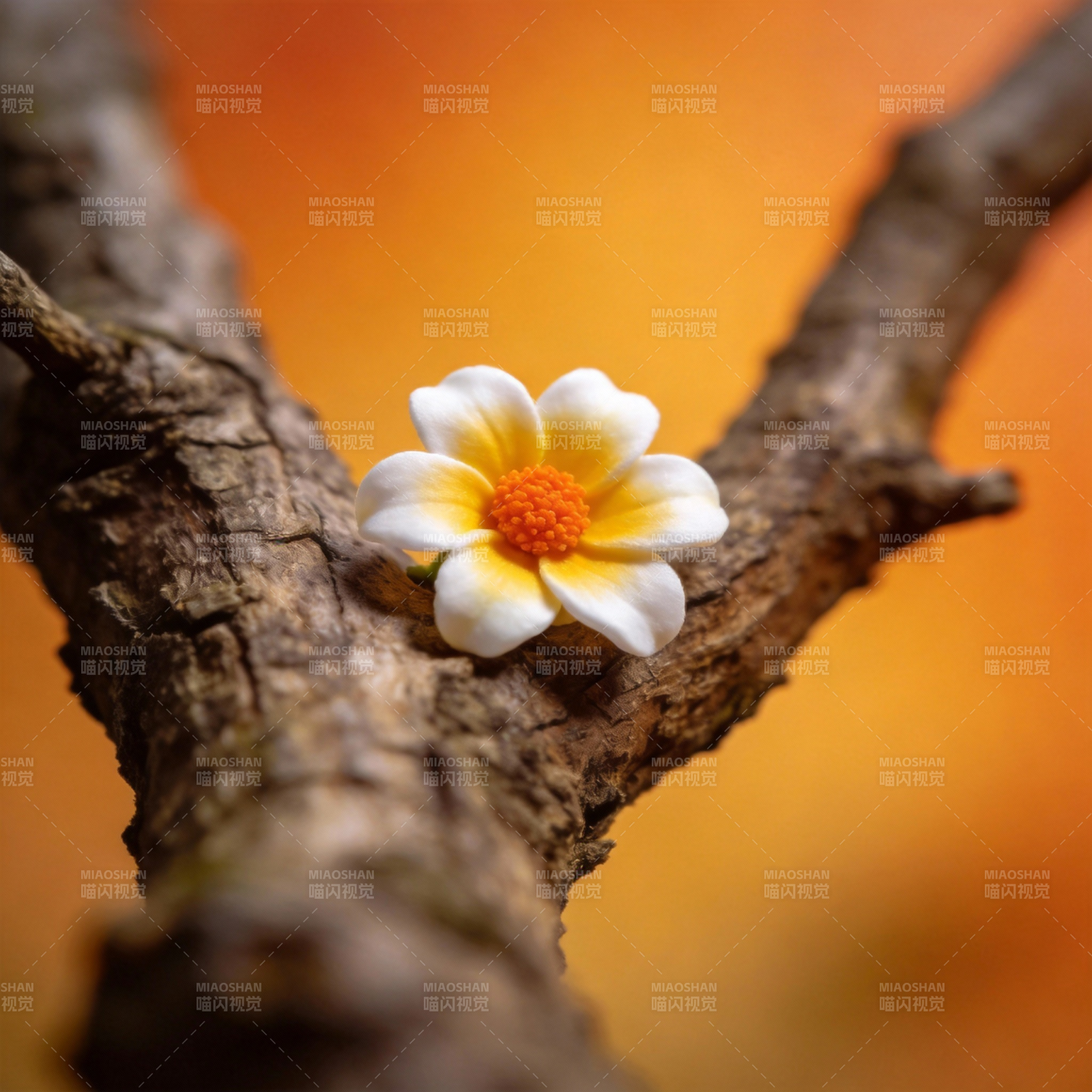 枝头绽放的花图片