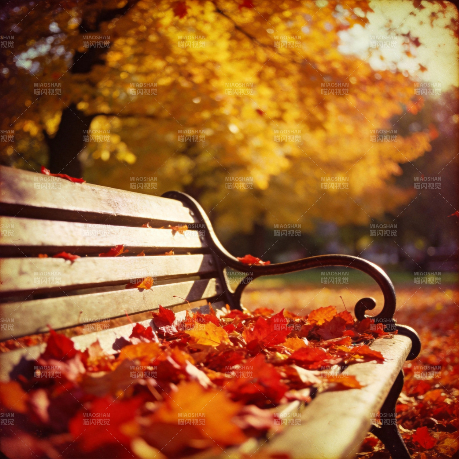 秋叶满座 静谧公园图片