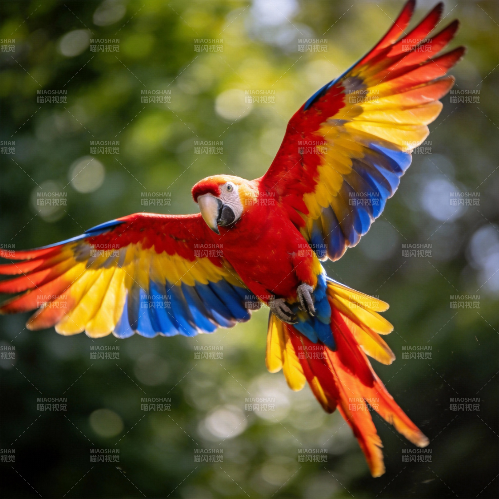 彩羽鹦鹉翱翔图片