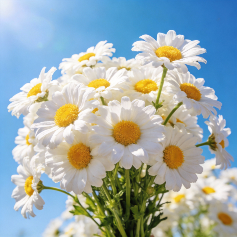 雏菊绽放蓝天图片