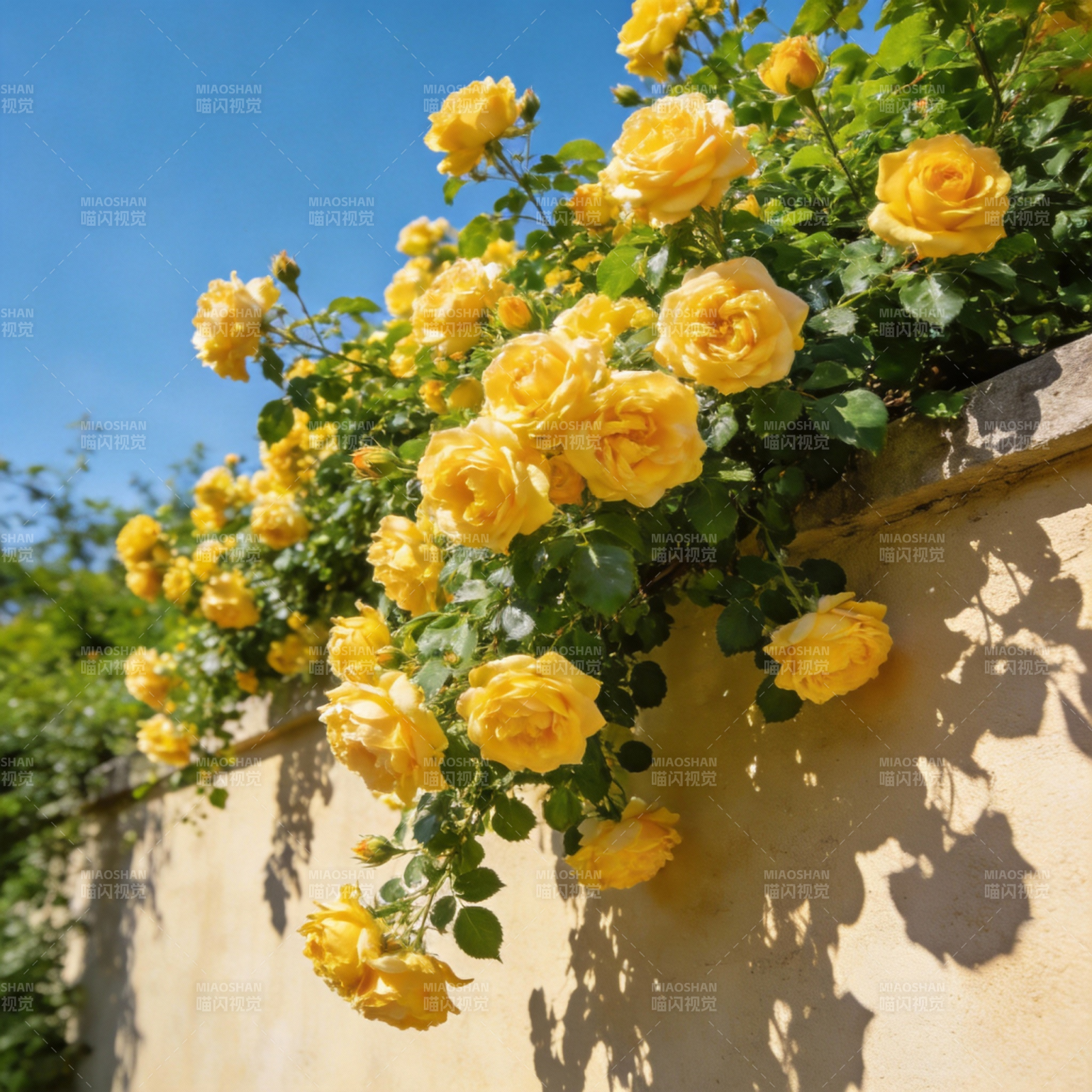 黄玫瑰墙边绽放图片