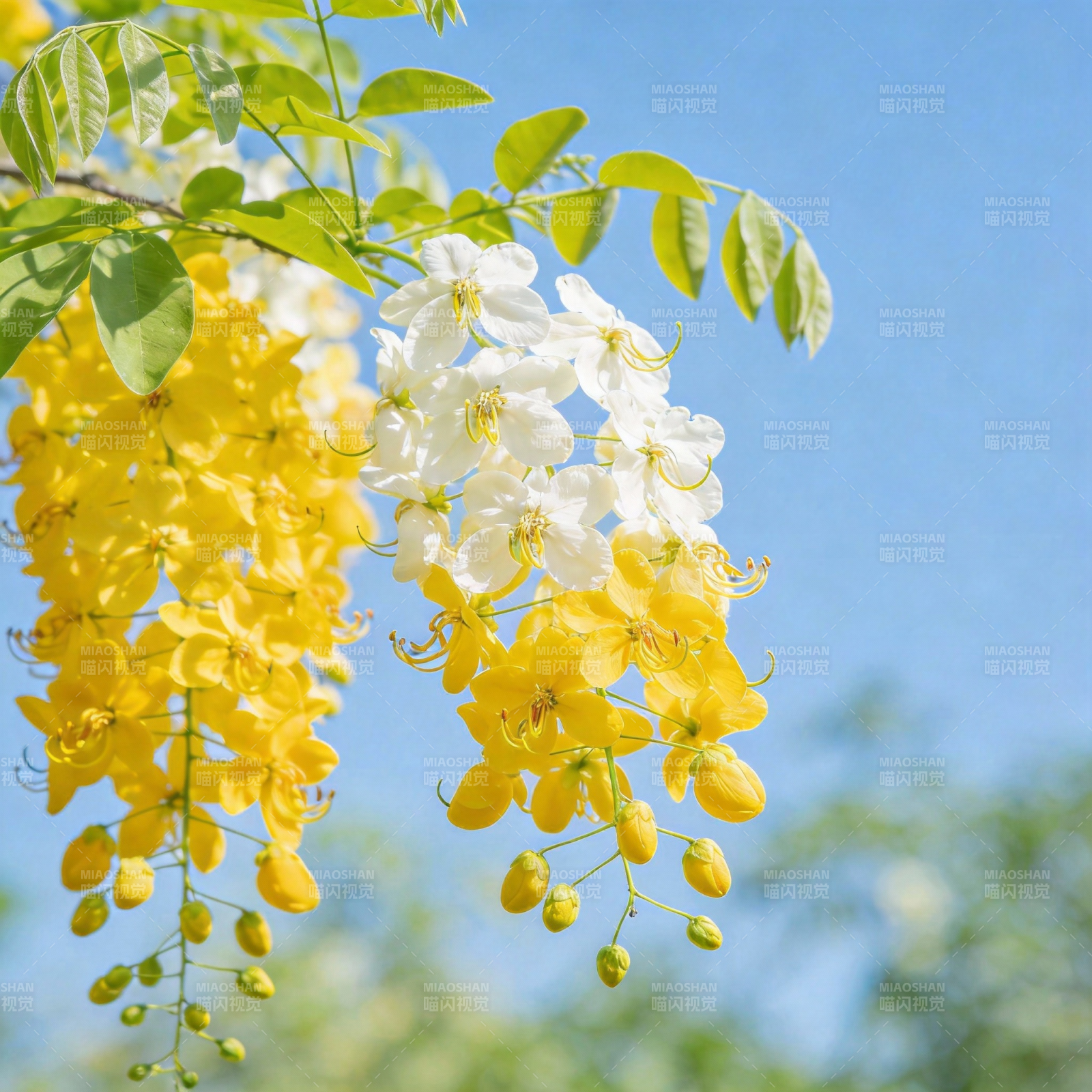 黄白花簇迎风摇图片