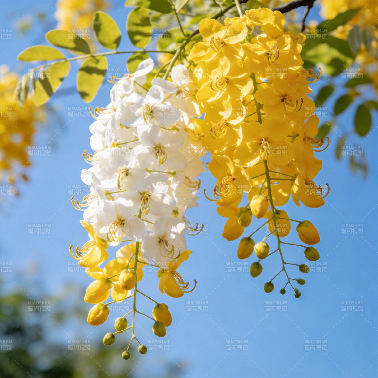 黄白花簇迎风摇图片