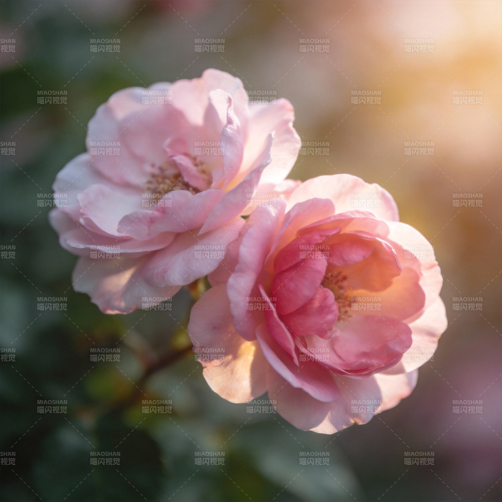 粉玫瑰绽放图片