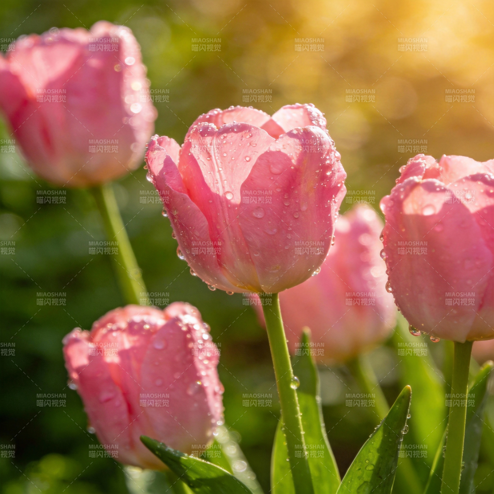 粉 tulip 晨露图片