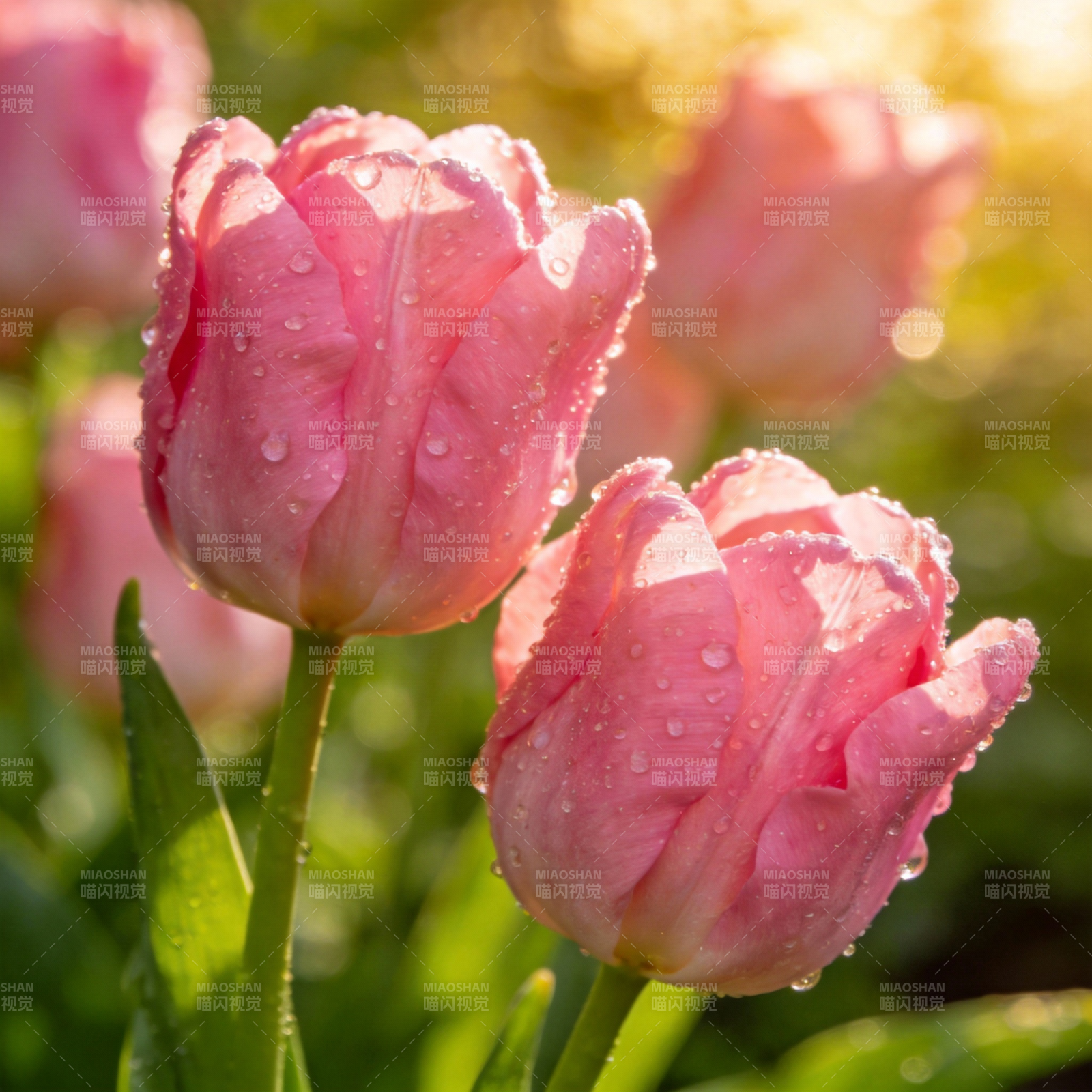 粉郁金香晨露图片