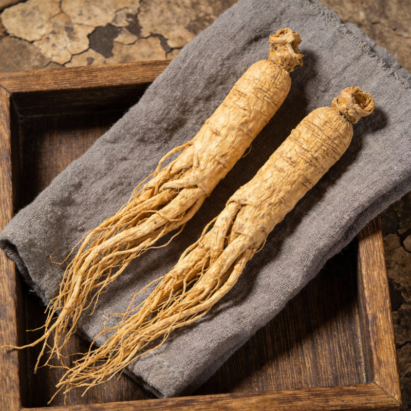 人参根茎特写图片