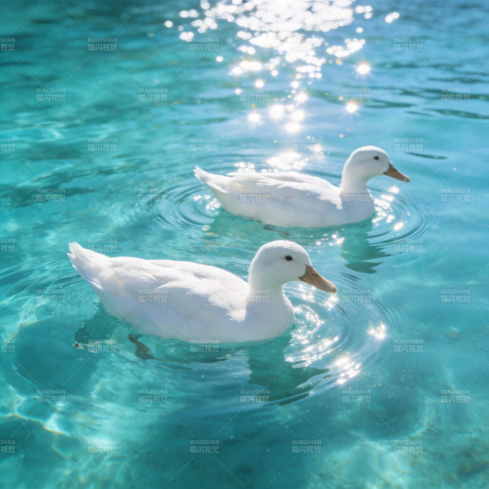 双鸭戏水图片