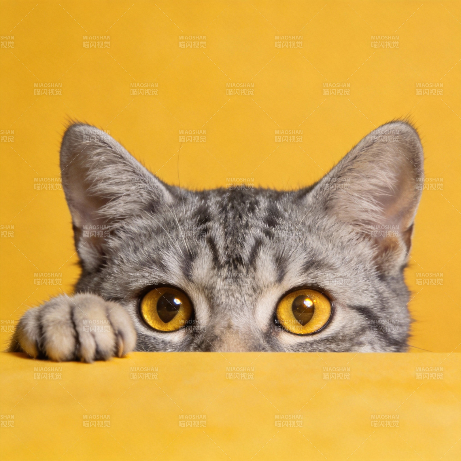 猫咪探头好奇望图片