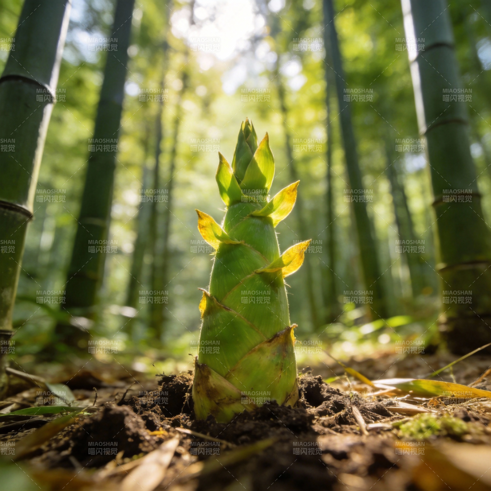 竹笋破土而出图片