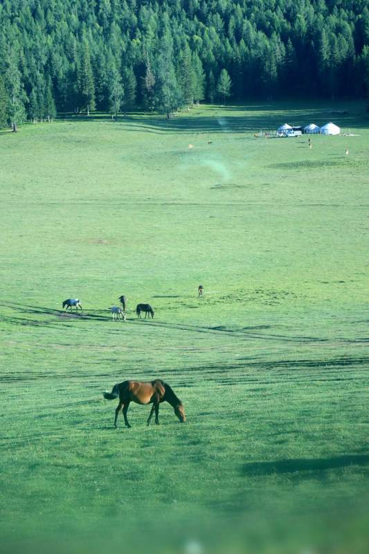草原上的马群图片
