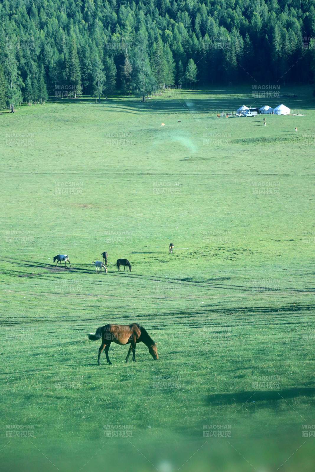 草原上的马群图片