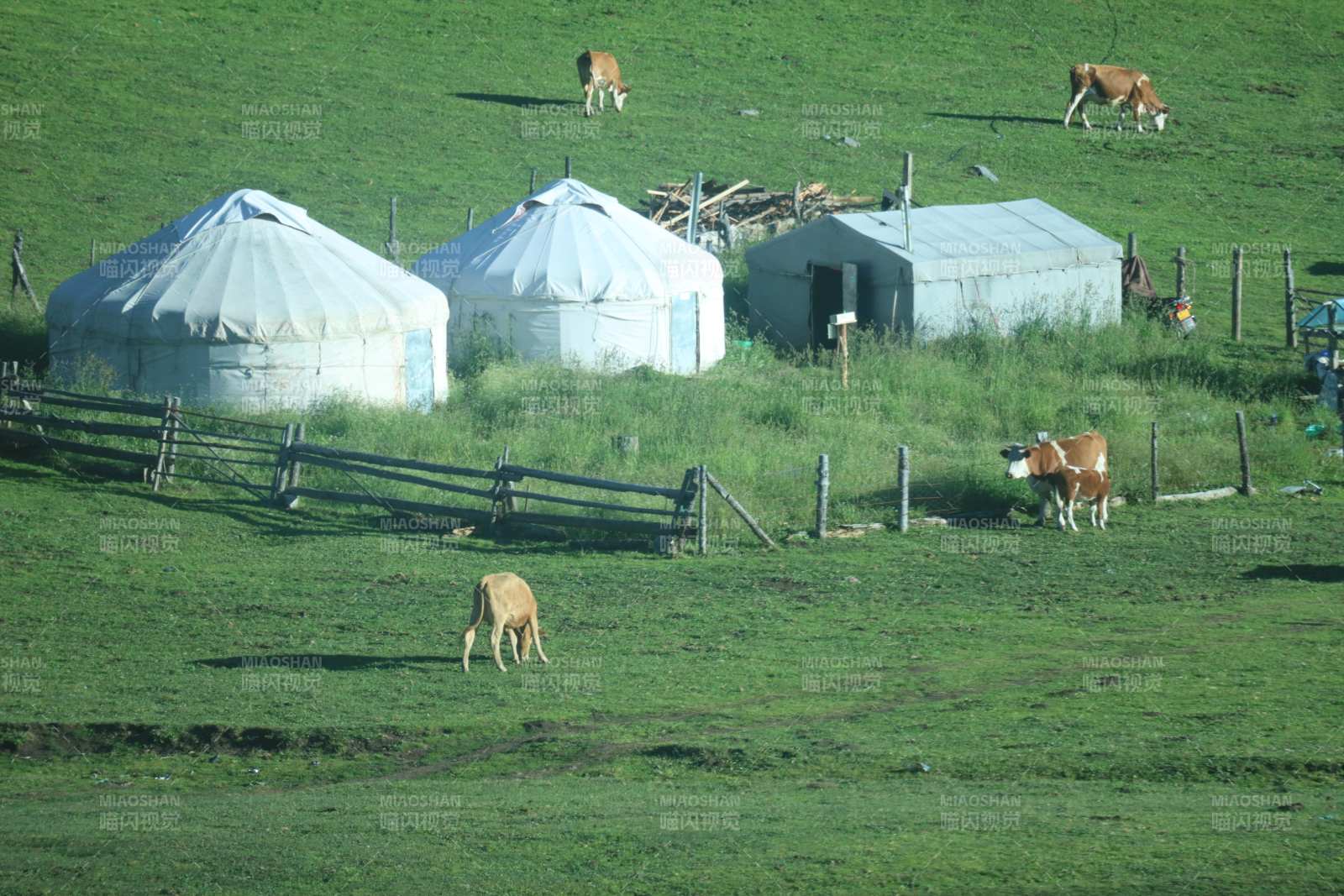 草原上的蒙古包与牛群图片