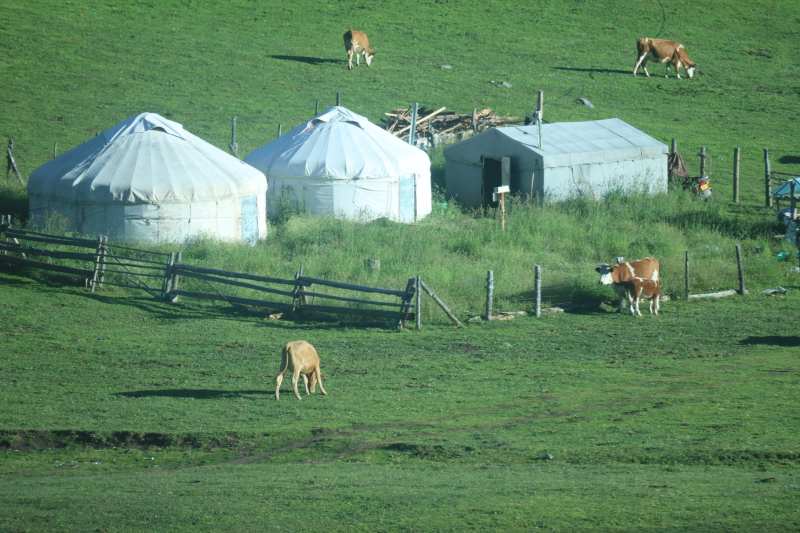草原上的蒙古包与牛群图片