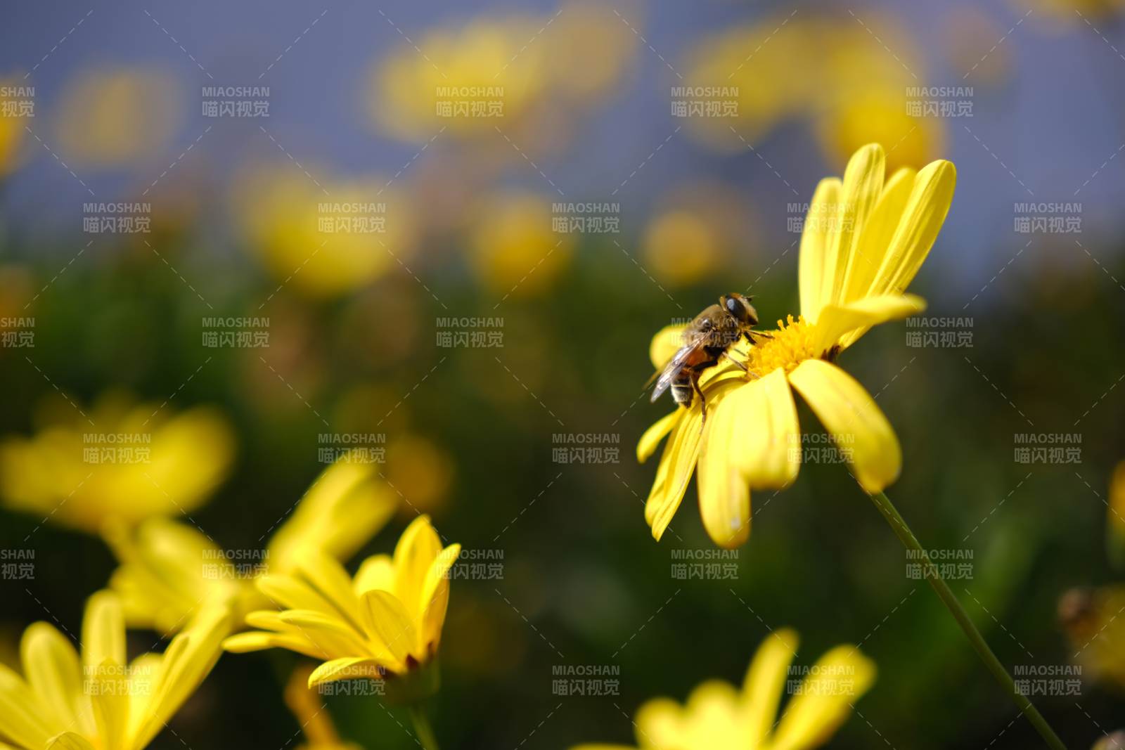 蜜蜂采蜜花丛中图片