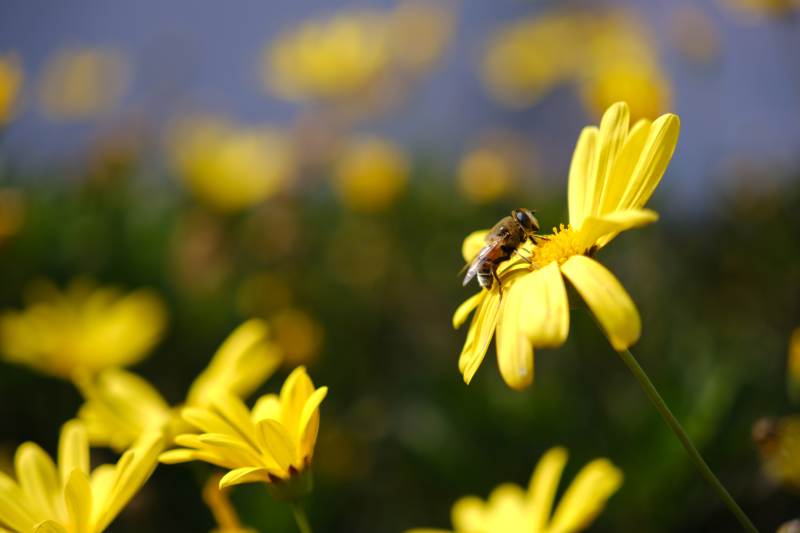 蜜蜂采蜜花丛中图片