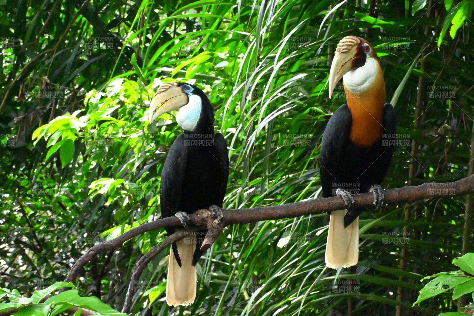 两只双角犀鸟栖息枝头图片