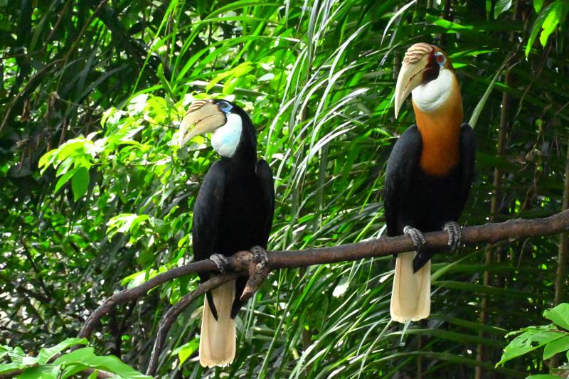 两只双角犀鸟栖息枝头图片