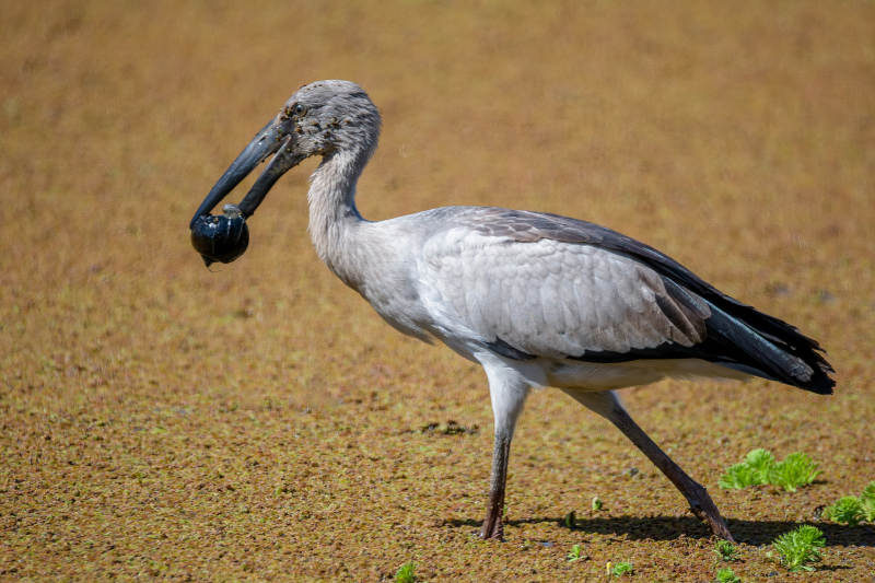钳嘴鹳觅食图片