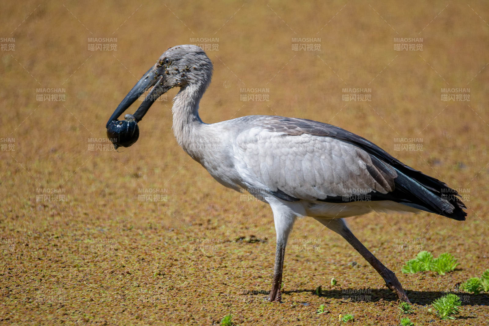 钳嘴鹳觅食图片