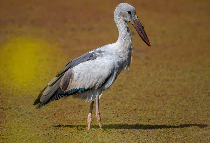 钳嘴鹳静立水边图片