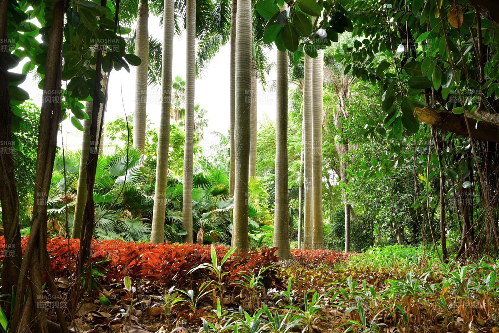 深圳洪湖公园热带雨林风光图片