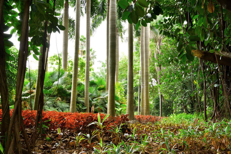 深圳洪湖公园热带雨林风光图片