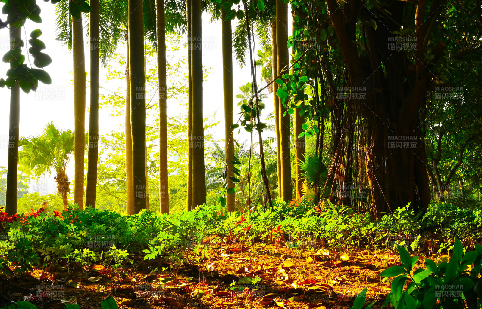 深圳洪湖公园林间光影图片