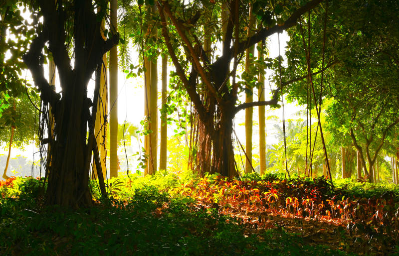 深圳洪湖公园阳光穿透林间图片