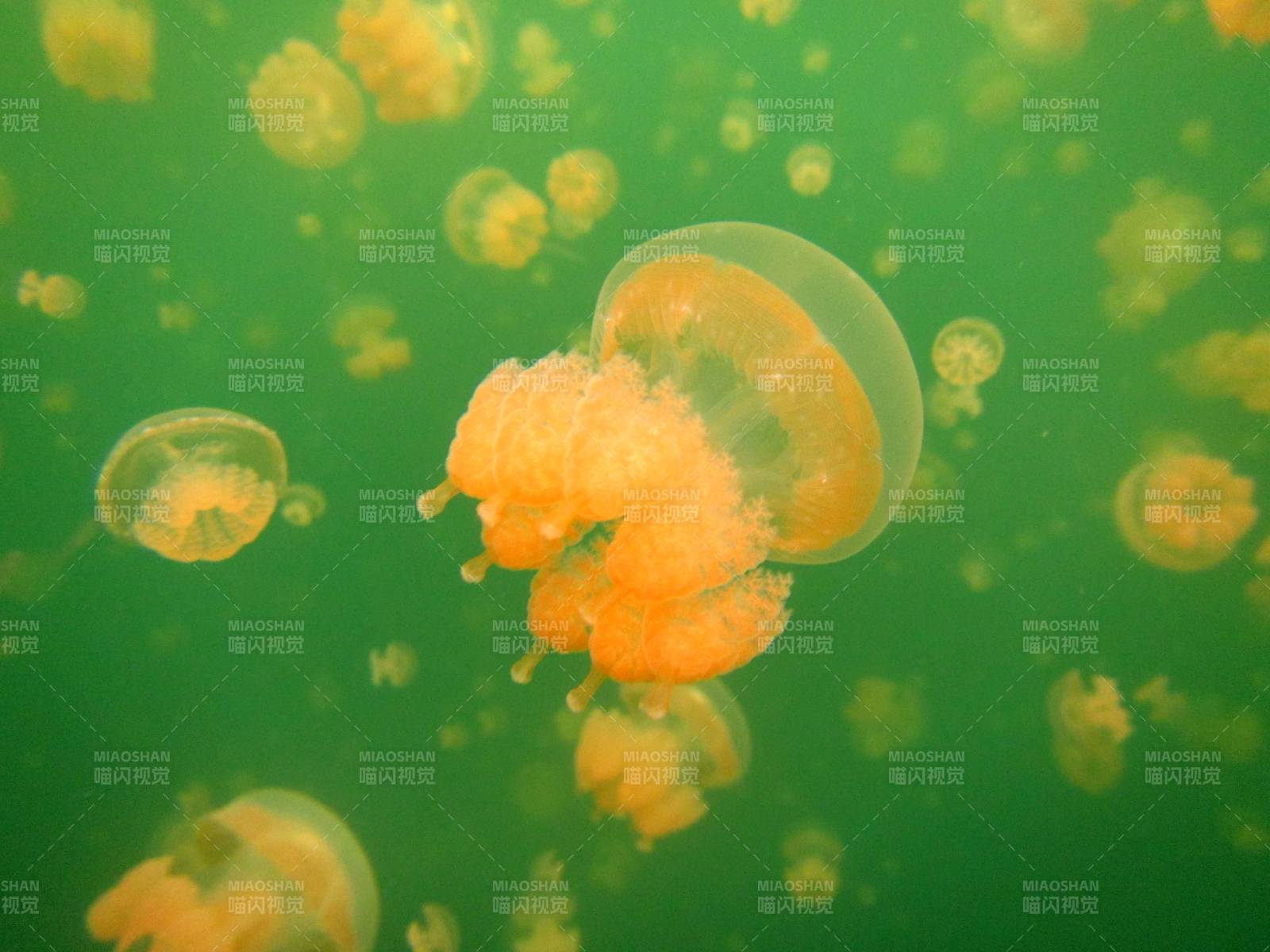 水母在绿水中漂浮图片