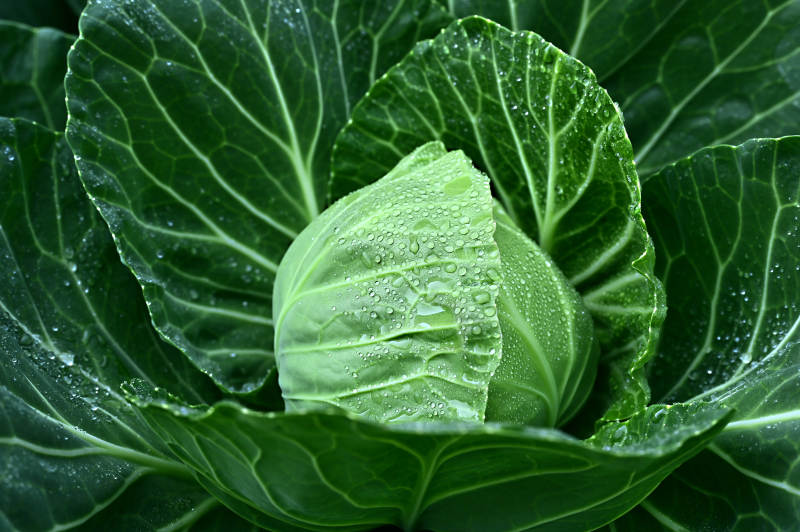 田园风光中的包菜卷心菜特写图片