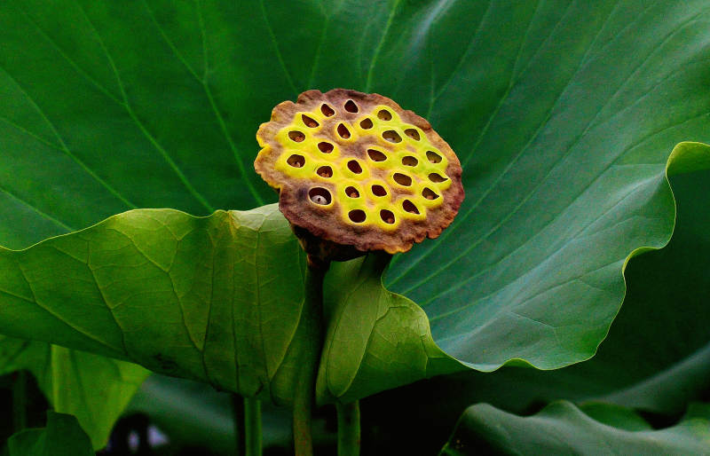 莲蓬静立绿叶间图片