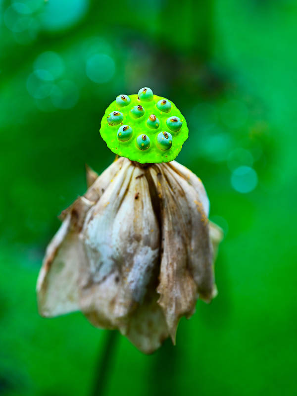 初生的莲蓬图片