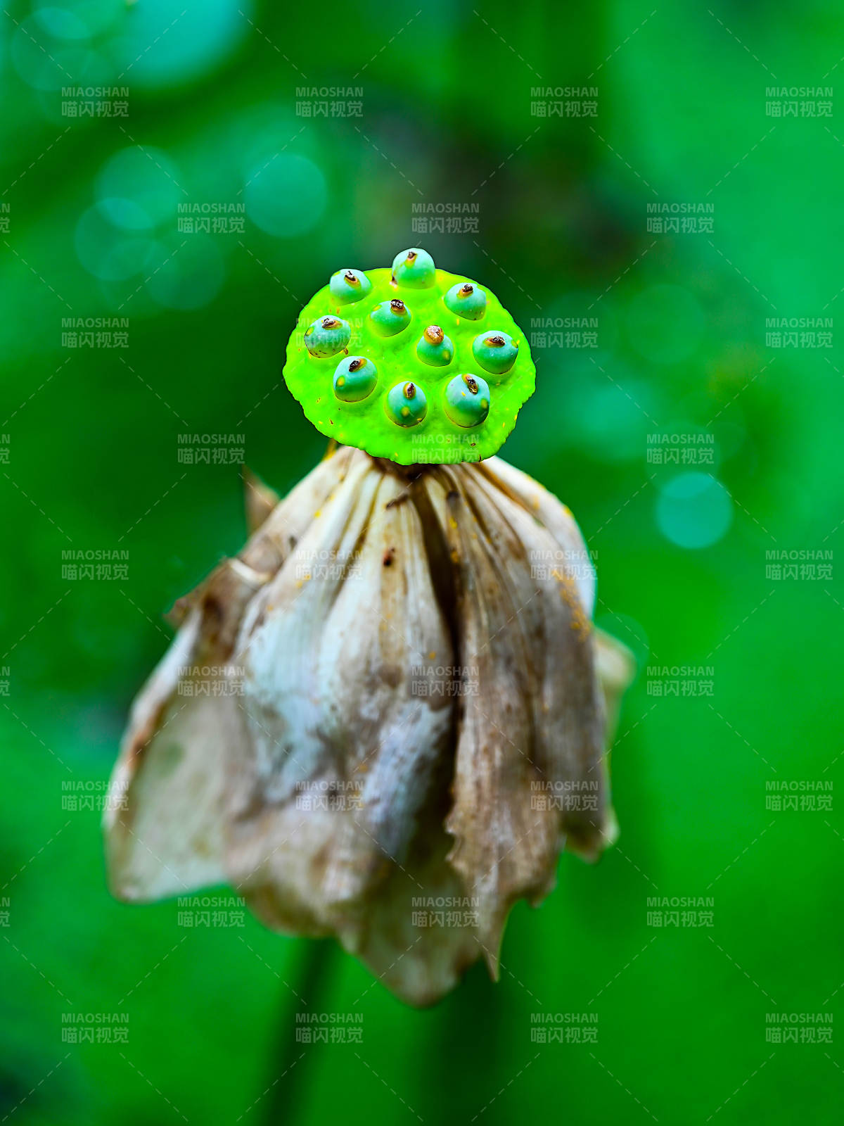 初生的莲蓬图片